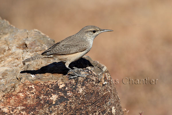 Rock Wren © Russ Chantler